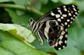 100 Afrikanischer Schwalbenschwanz - Papilio demedocus
